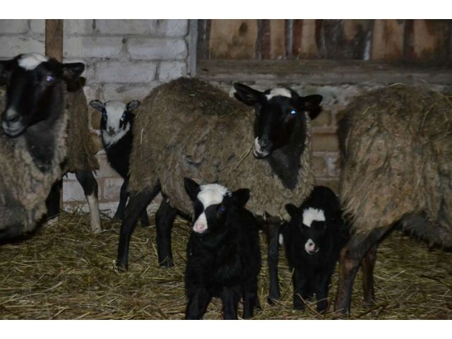 продам мясо свинины и баранины(живок) в городе Родники, фото 1, Ивановская область