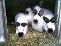 Кролики племенные в городе Пермь, фото 1, Пермский край