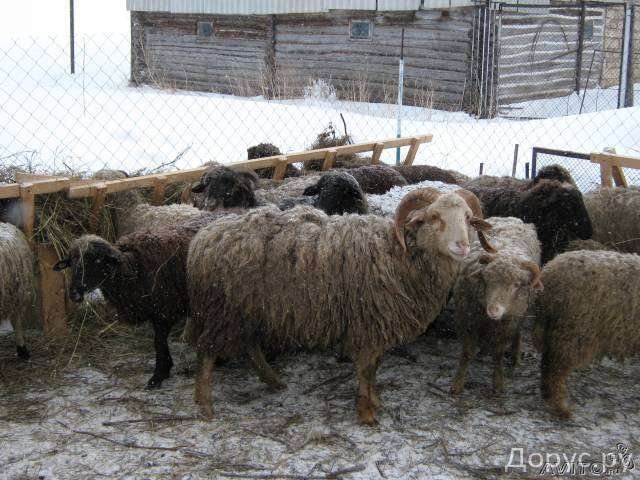 Продам парное мясо баранины. в городе Энгельс, фото 1, стоимость: 200 руб.