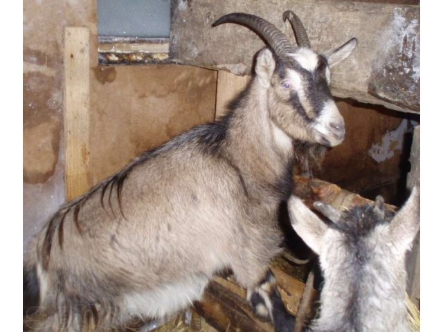 Продам Альпийскую козу в городе Смоленск, фото 2, Смоленская область