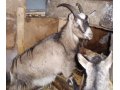 Продам Альпийскую козу в городе Смоленск, фото 2, стоимость: 5 000 руб.