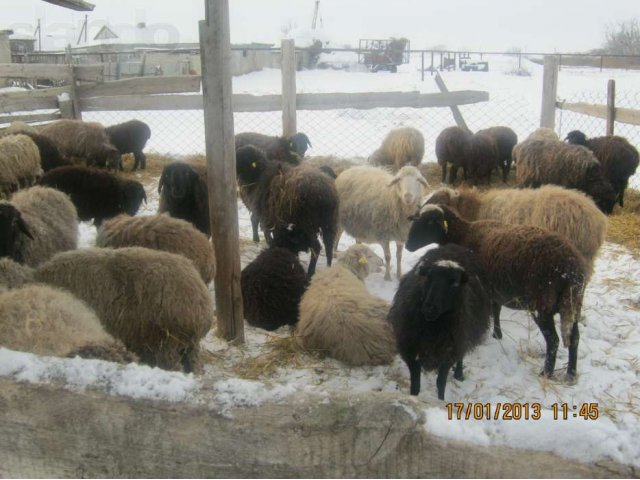 Продам овец в городе Маркс, фото 2, Саратовская область