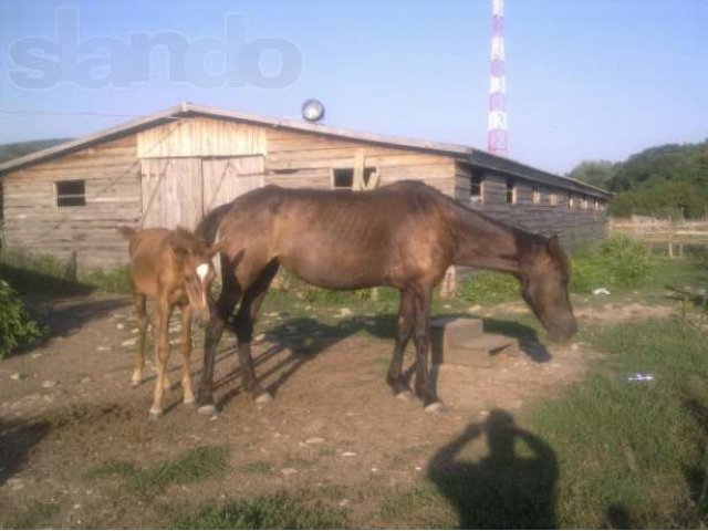 Продам кобыл в городе Горячий Ключ, фото 2, стоимость: 40 000 руб.