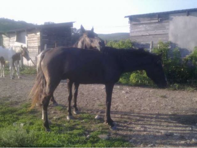 Продам кобыл в городе Горячий Ключ, фото 3, Сельхоз животные