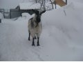 Продается коза в городе Можайск, фото 3, Сельхоз животные