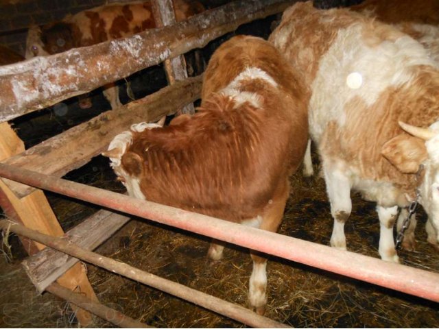 Продаю телят - симменталы в городе Набережные Челны, фото 3, Сельхоз животные