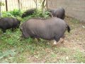 Вьетнамские вислобрюхие свиньи в городе Руза, фото 1, Московская область