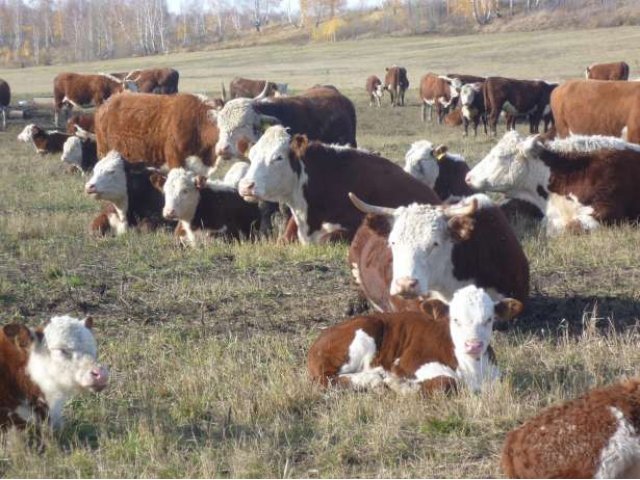 Продаю бычков, телок породы ГЕРЕФОРД в городе Тобольск, фото 1, стоимость: 160 руб.