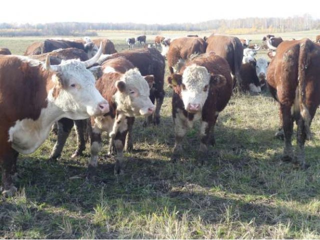 Продаю бычков, телок породы ГЕРЕФОРД в городе Тобольск, фото 3, Тюменская область