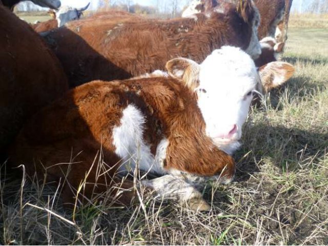 Продаю бычков, телок породы ГЕРЕФОРД в городе Тобольск, фото 4, стоимость: 160 руб.