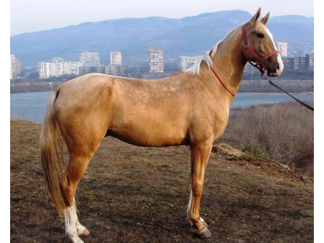 Соловый ахалтекинский жеребец в городе Кисловодск, фото 1, Сельхоз животные