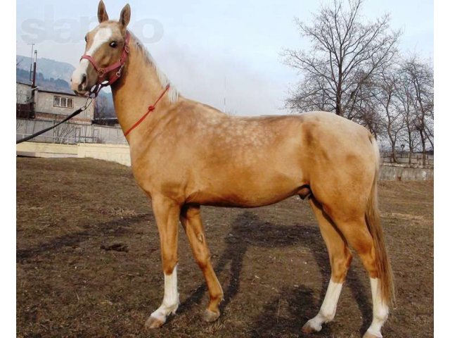 Соловый ахалтекинский жеребец в городе Кисловодск, фото 2, Ставропольский край