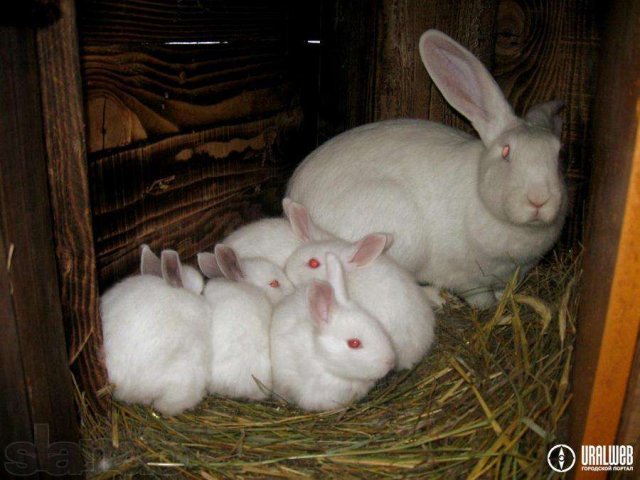 Продам очаровательных крольчат в городе Пермь, фото 3, Сельхоз животные