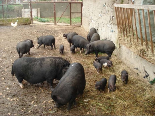 Вьетнамские виcлобрюхие свиньи в городе Руза, фото 1, Сельхоз животные