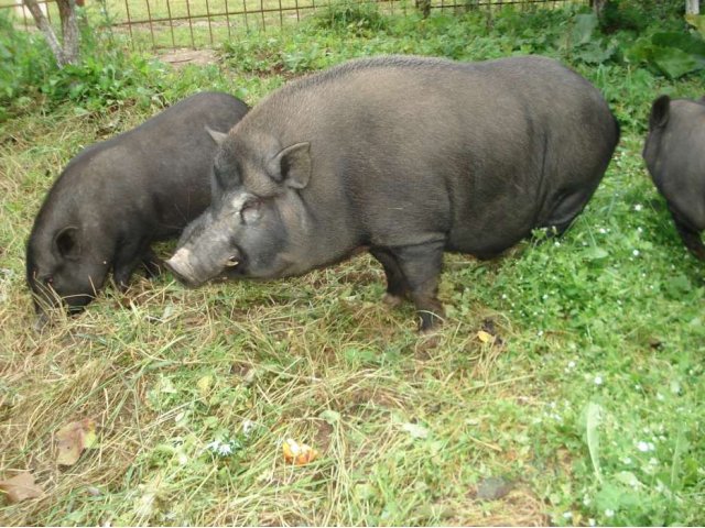 Вьетнамские виcлобрюхие свиньи в городе Руза, фото 2, Московская область