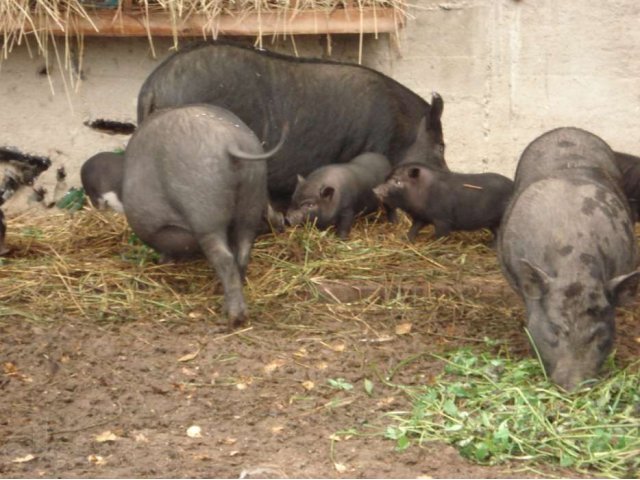 Вьетнамские виcлобрюхие свиньи в городе Руза, фото 4, Сельхоз животные