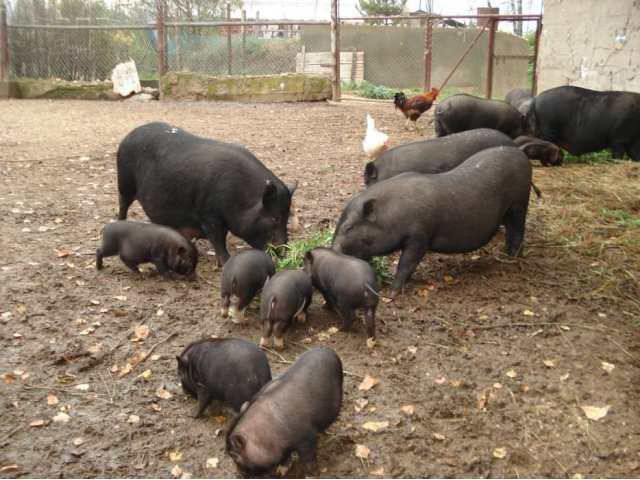 Вьетнамские виcлобрюхие свиньи в городе Руза, фото 6, стоимость: 4 000 руб.
