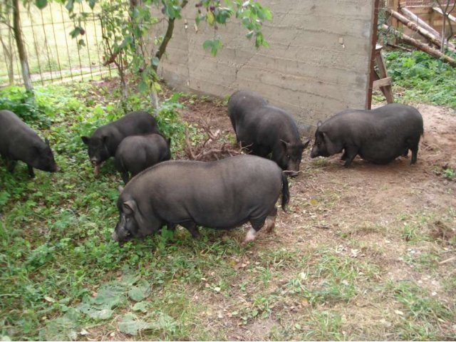 Вьетнамские виcлобрюхие свиньи в городе Руза, фото 7, Сельхоз животные