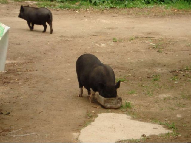 Вьетнамские виcлобрюхие свиньи в городе Руза, фото 8, Московская область