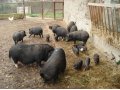 Вьетнамские виcлобрюхие свиньи в городе Руза, фото 1, Московская область