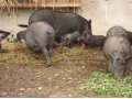 Вьетнамские виcлобрюхие свиньи в городе Руза, фото 4, Московская область
