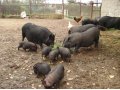 Вьетнамские виcлобрюхие свиньи в городе Руза, фото 6, Сельхоз животные