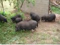 Вьетнамские виcлобрюхие свиньи в городе Руза, фото 7, Московская область