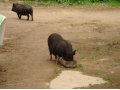 Вьетнамские виcлобрюхие свиньи в городе Руза, фото 8, стоимость: 4 000 руб.