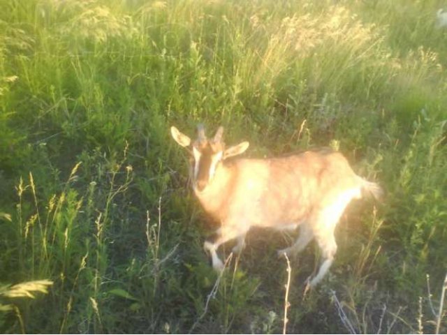 Приму: приму в дар козочку или козлёнка (девочку) в городе Самара, фото 1, Сельхоз животные