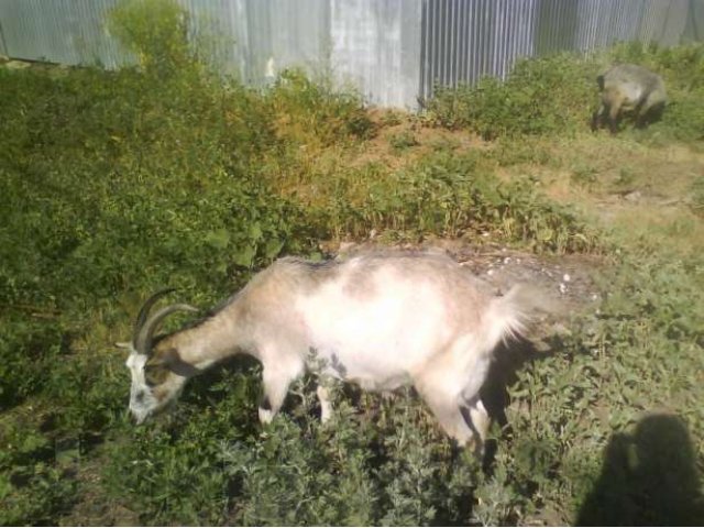 Приму: приму в дар козочку или козлёнка (девочку) в городе Самара, фото 4, Сельхоз животные