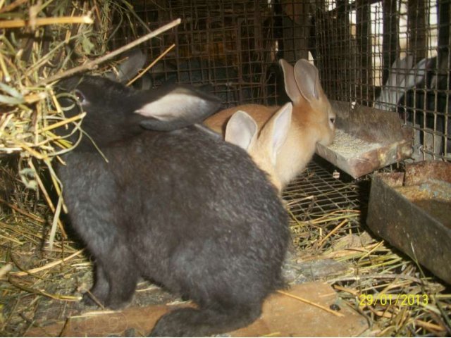 Продаю кроликов в городе Темрюк, фото 1, стоимость: 250 руб.