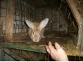 Продаю кроликов в городе Темрюк, фото 2, стоимость: 250 руб.