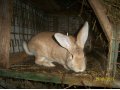 Продаю кроликов в городе Темрюк, фото 4, Краснодарский край