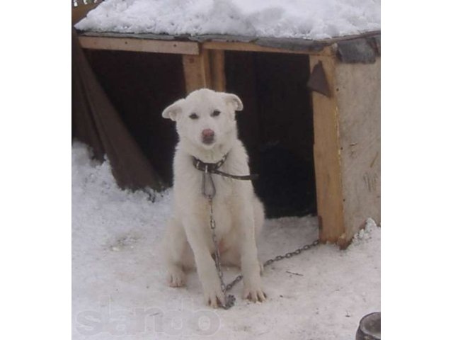 Щенок ищет своего хозяина в городе Хабаровск, фото 1, стоимость: 0 руб.