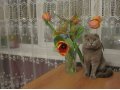Шотландский вислоухий кот в городе Пермь, фото 1, Пермский край