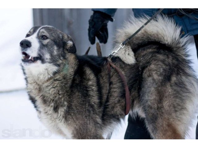 Восточно-европейская лайка, 1,5 года. в городе Екатеринбург, фото 2, стоимость: 0 руб.