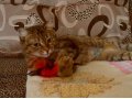 Кошечка Люсьен в добрые руки! в городе Кемерово, фото 2, стоимость: 0 руб.