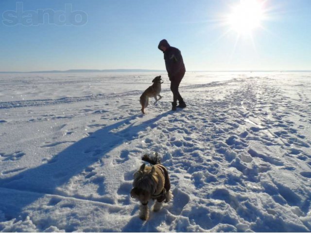 Йоркширский терьер. Жених в городе Тольятти, фото 4, стоимость: 0 руб.