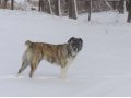 вязка алабай среднеазиатская овчарка в городе Иловля, фото 1, Волгоградская область