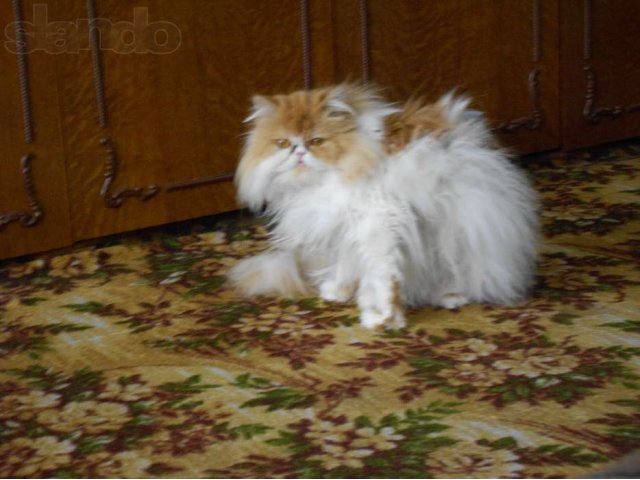 Вязка, чистая перскидская кошка ищет котика для вязки. в городе Салават, фото 2, Башкортостан