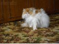 Вязка, чистая перскидская кошка ищет котика для вязки. в городе Салават, фото 2, стоимость: 0 руб.