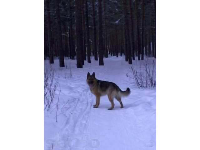 Вязка в городе Каменск-Уральский, фото 1, стоимость: 0 руб.