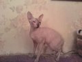 кошка для вязки в городе Черемхово, фото 1, Иркутская область
