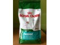 Royal Canin mini junior в городе Новокузнецк, фото 1, Кемеровская область