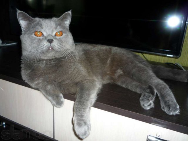 Британский котик ищет подружку для вязки в городе Губкин, фото 3, Вязка