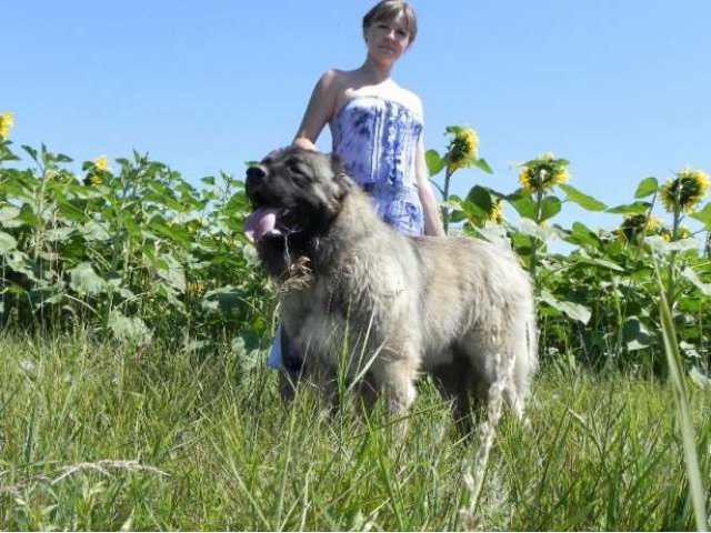 Кобель Кавказской овчарки для вязки предлагается в городе Воронеж, фото 1, стоимость: 1 руб.