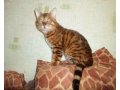 Опытный бенгальский кот ищет кошечку для вязки в городе Брянск, фото 1, Брянская область