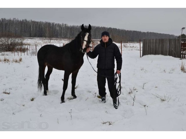 Орловский рысак на вязку в городе Малоярославец, фото 1, стоимость: 5 000 руб.