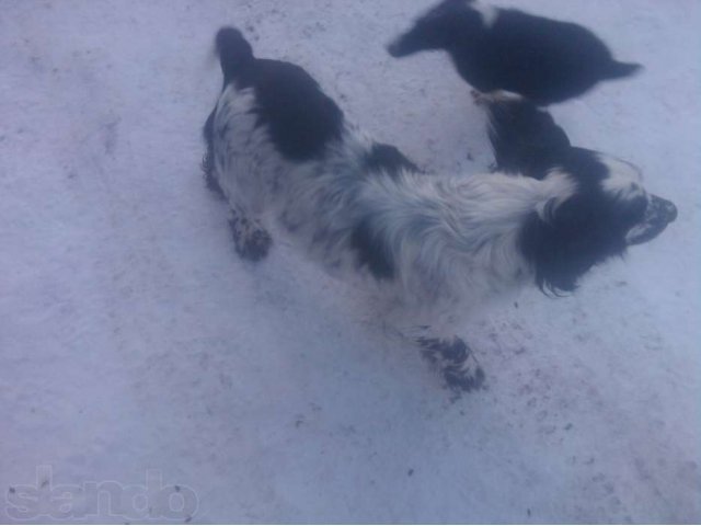 предлогаю в городе Боровичи, фото 1, Вязка