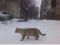 Вязка с котом в городе Белгород, фото 4, Белгородская область